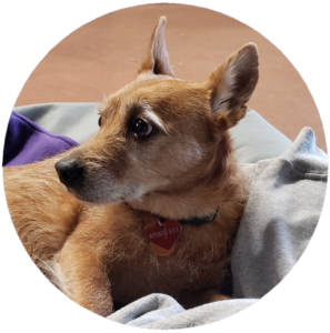 Buddy Montreuil